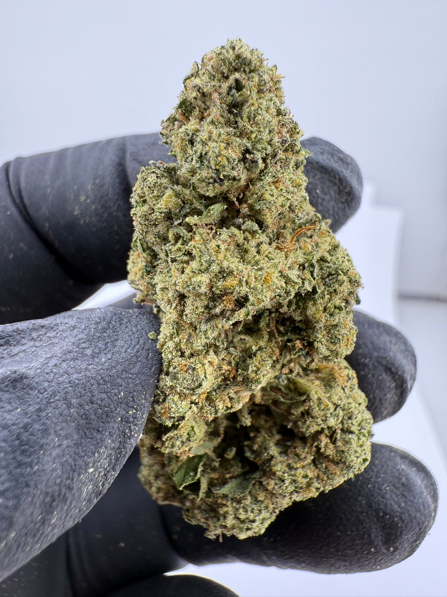 Hashburger - Damn Good | Legal Cannabis