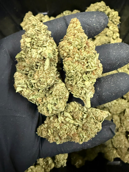 Animal Tsunami - Damn Good | Legal Cannabis