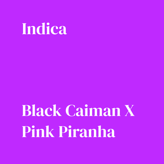 Black Piranha