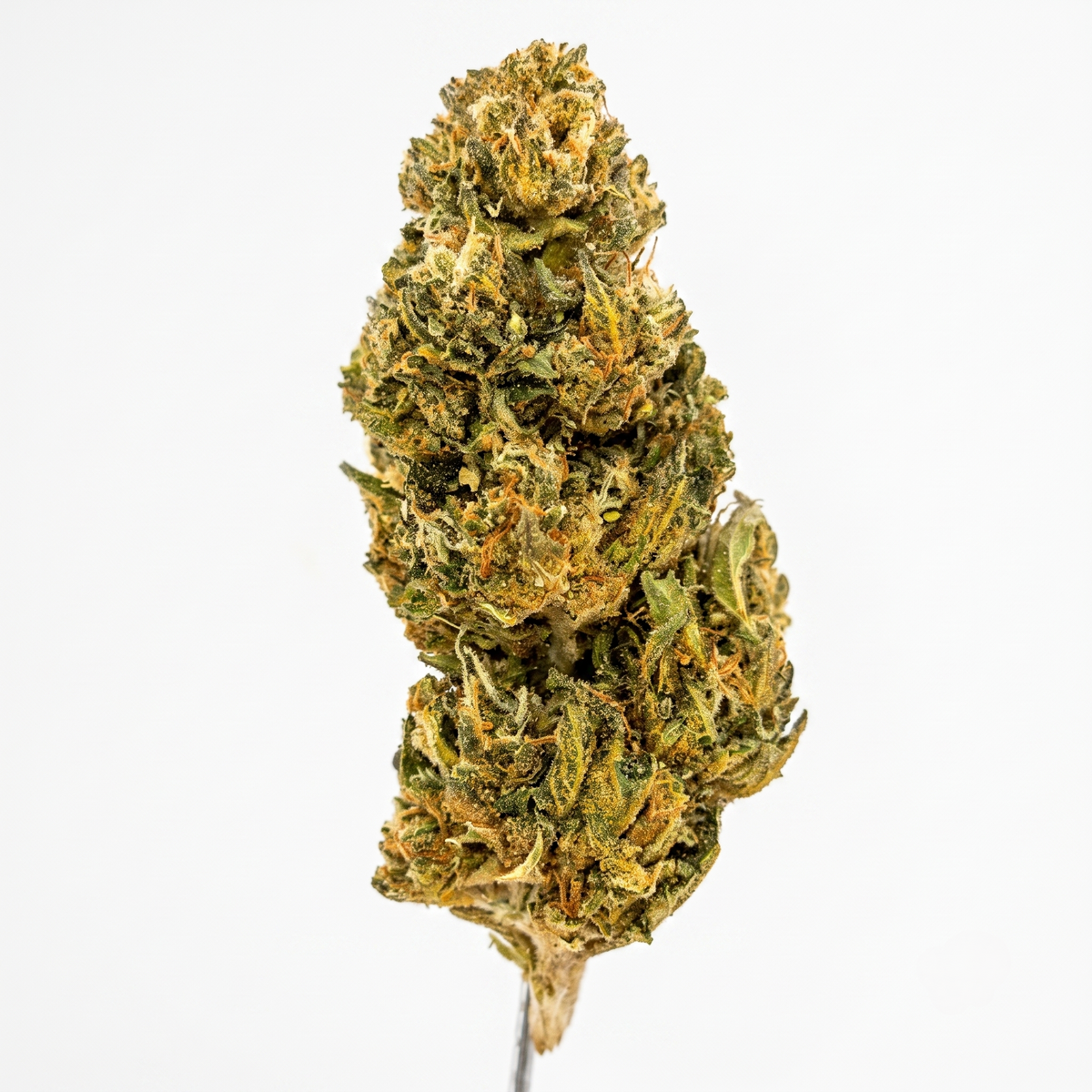 Gelato 41