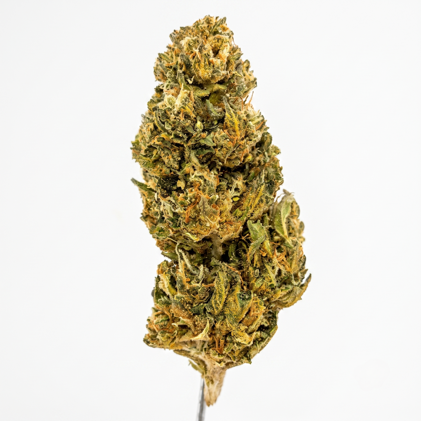 Gelato 41