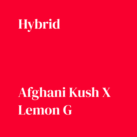 Lemon Kush
