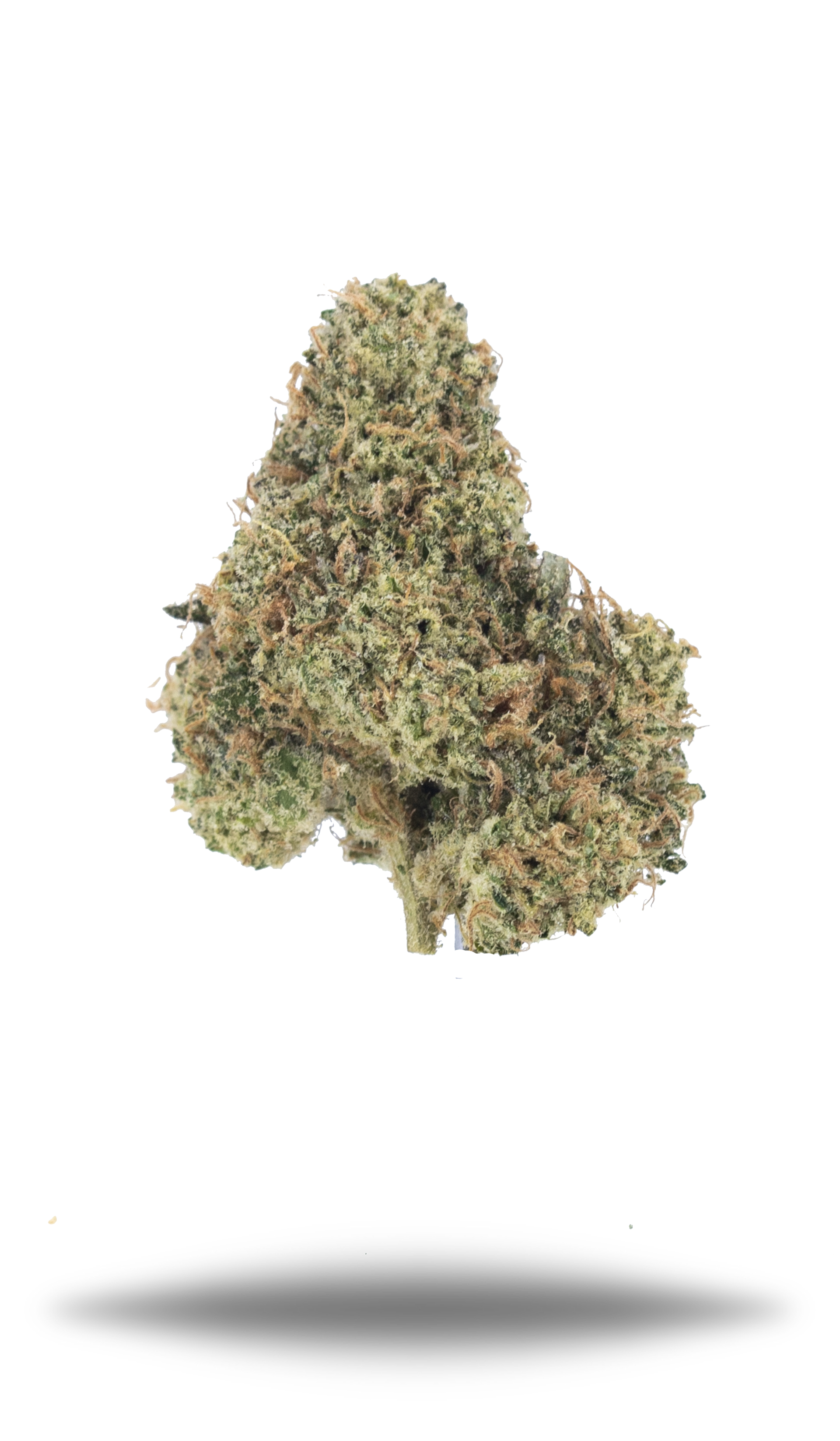 Lemon Lime Haze – Damn Good | Legal Cannabis