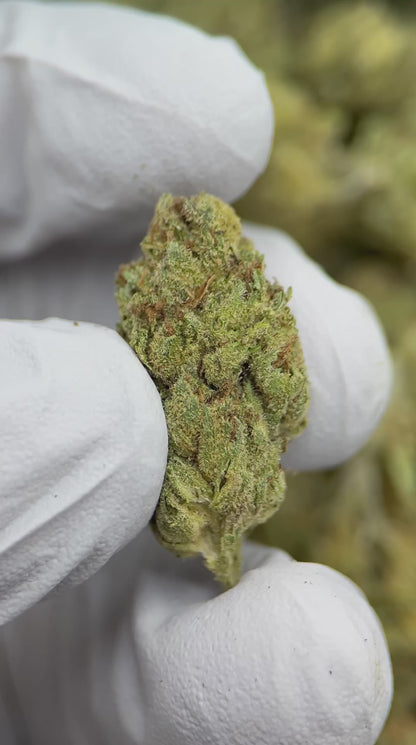 Lemon Cherry Gelato