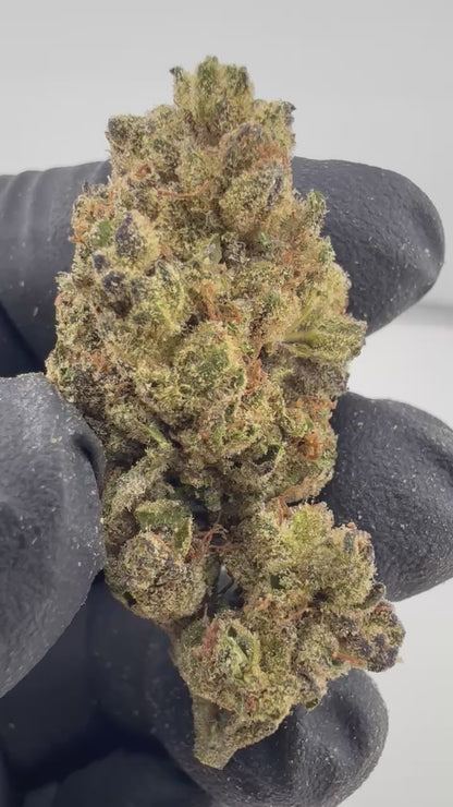 Grape Pie x Blueberry