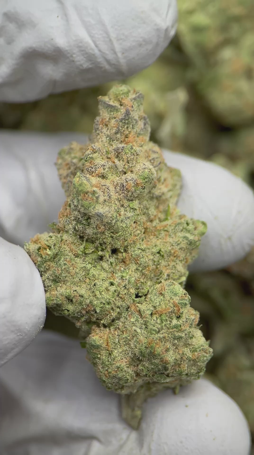 Load video: Blue Skunk