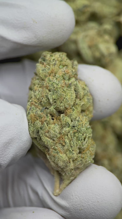 Knights Templar OG