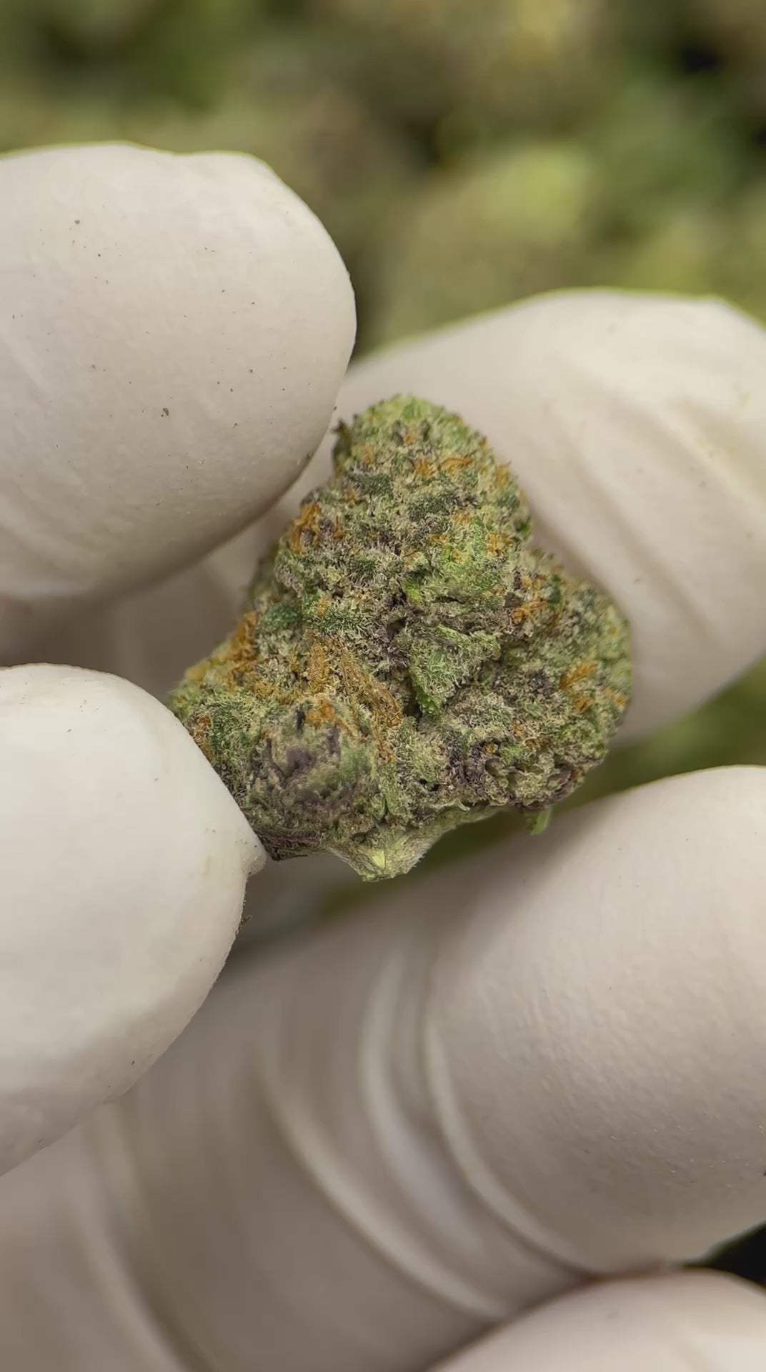 Load video: Rare Dankness Smalls