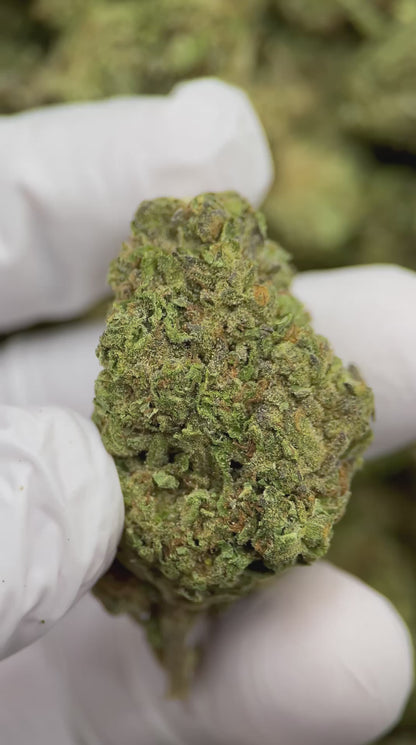 Key Lime Jack