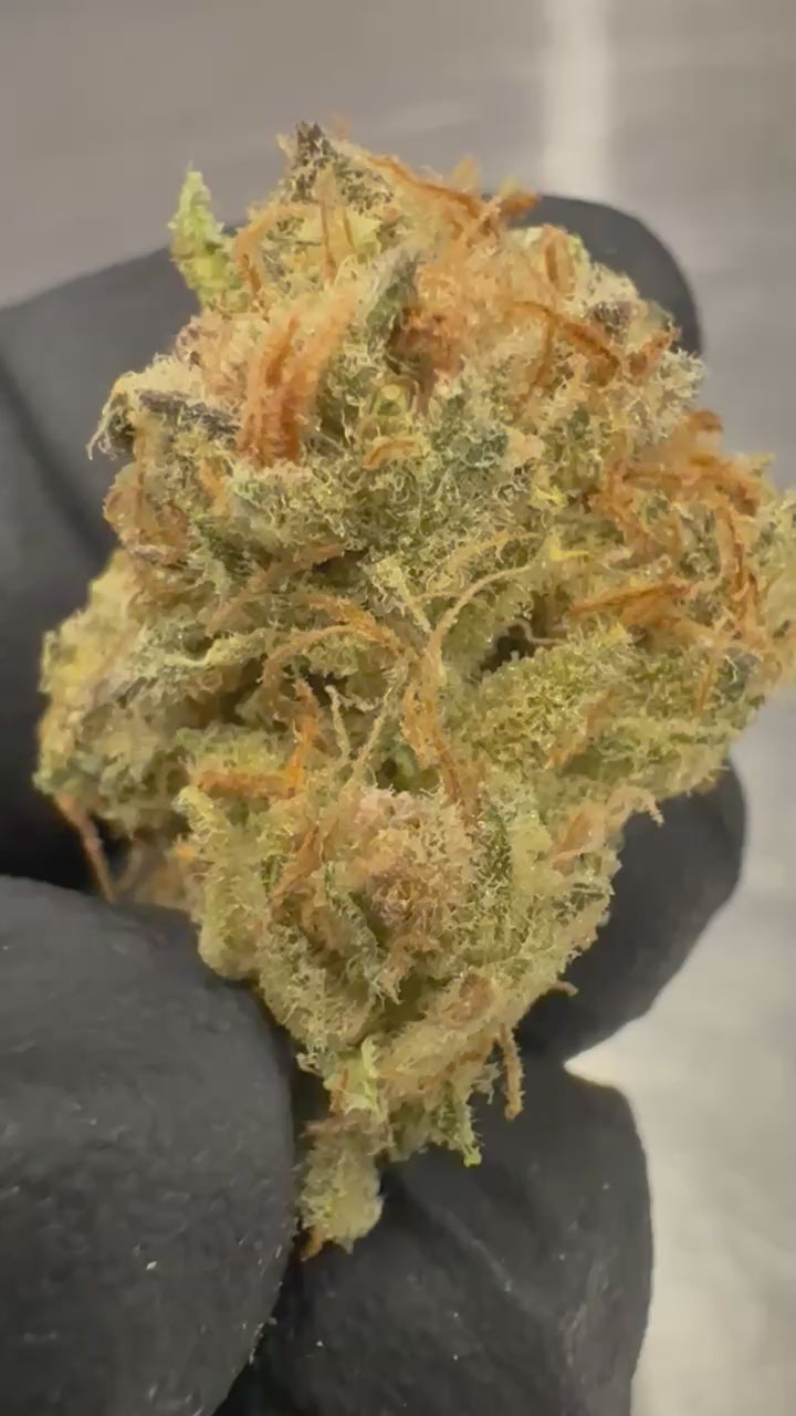 Shishkaberry x Old Widow