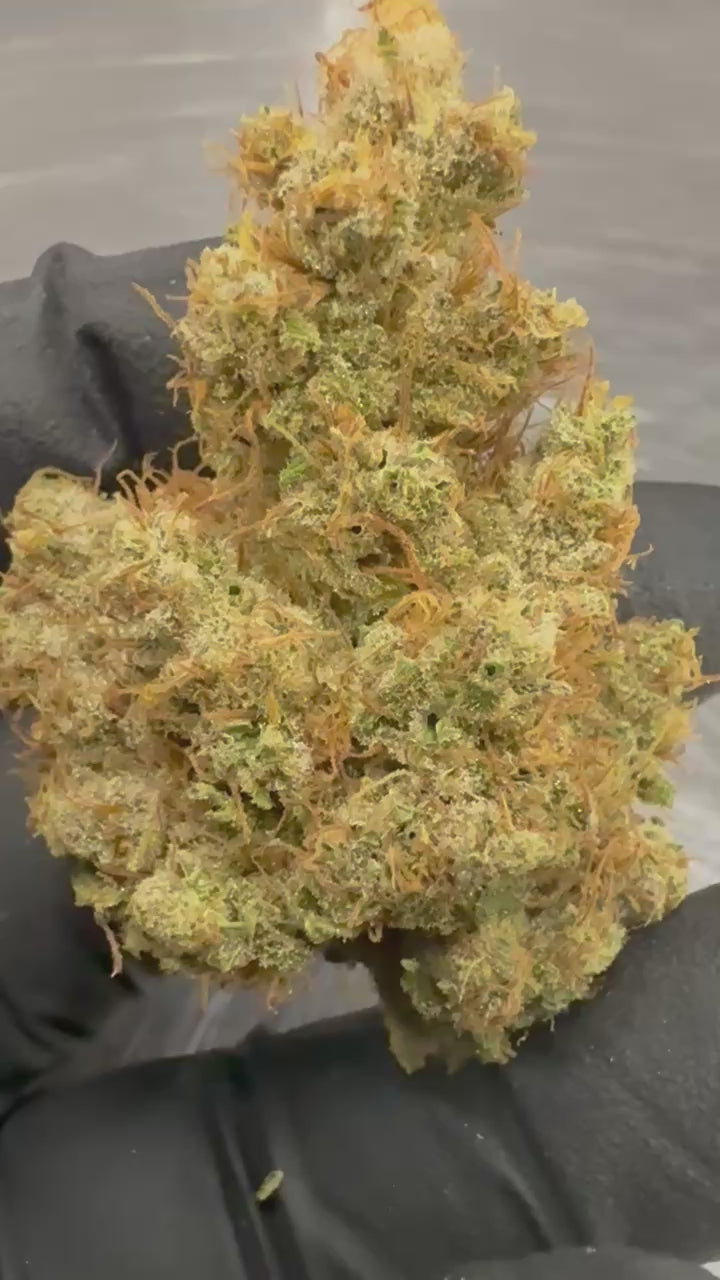 Load video: Dutch Treat