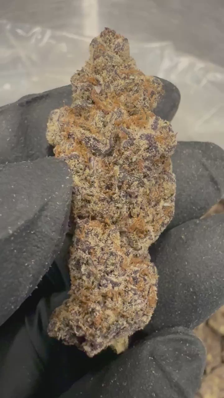 Load video: Lizard Burger