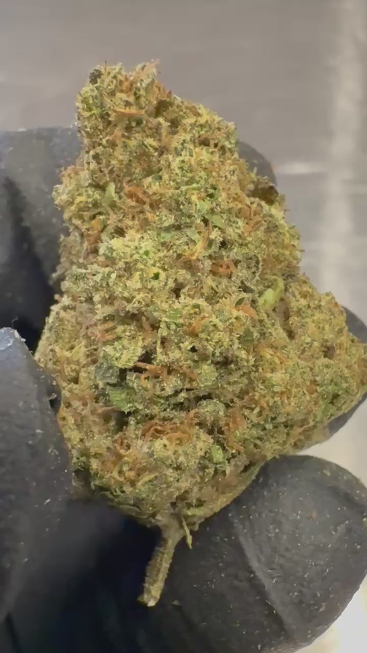 Load video: Gusher Mintz