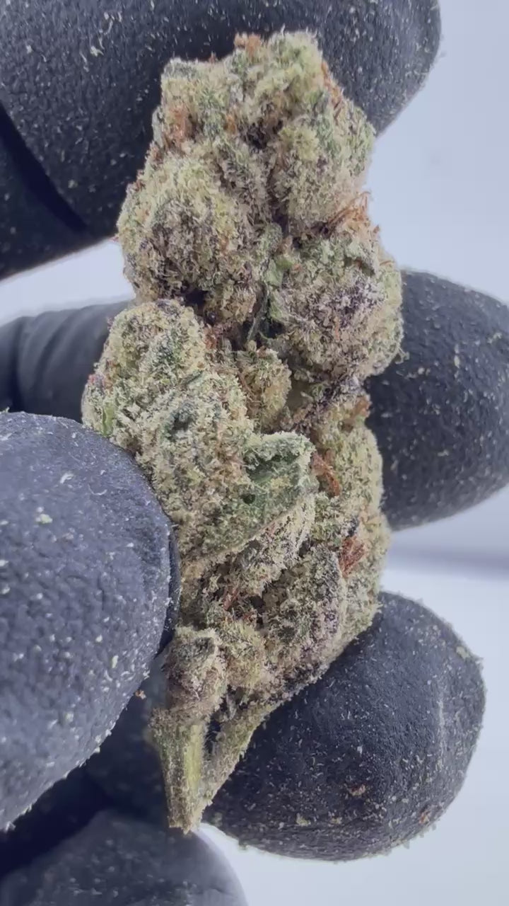 Load video: Frosted Runts Smalls