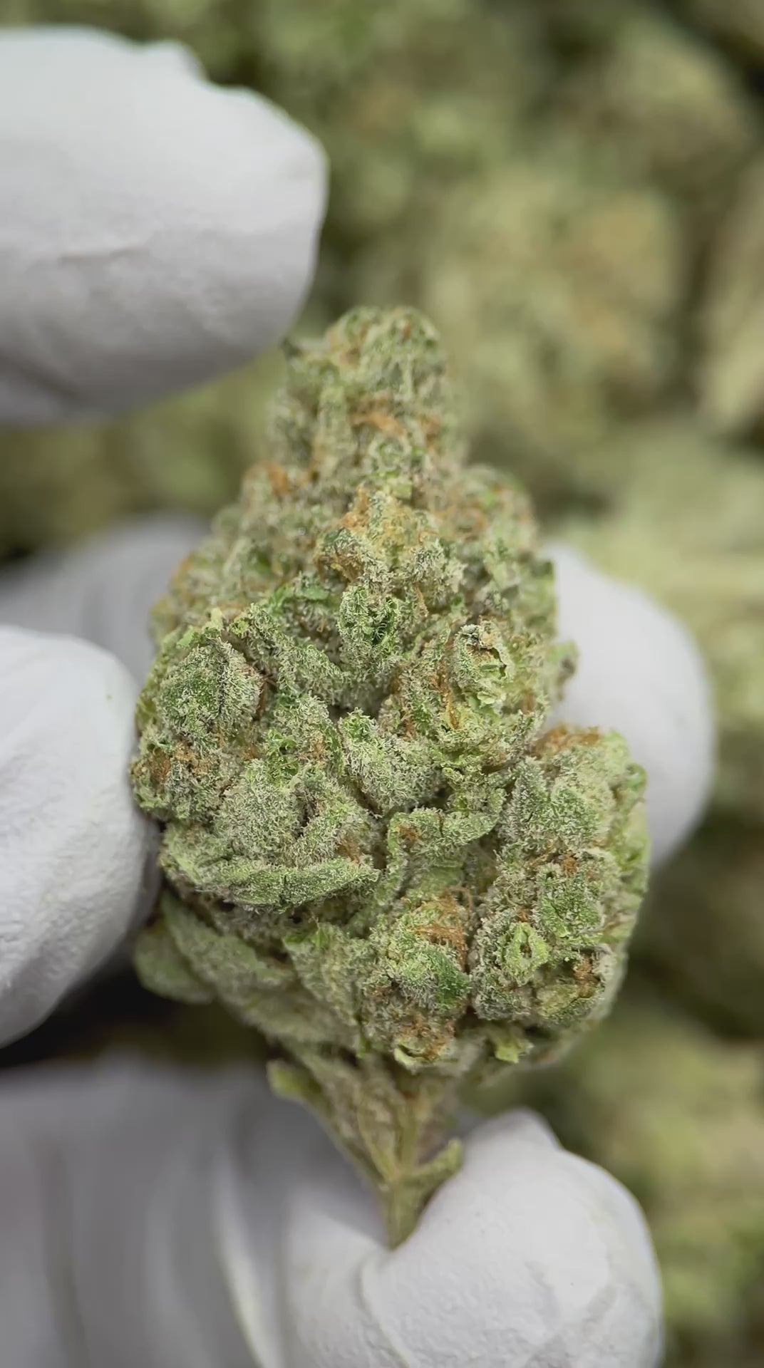 Load video: Purple Push Pop x Cap Junky
