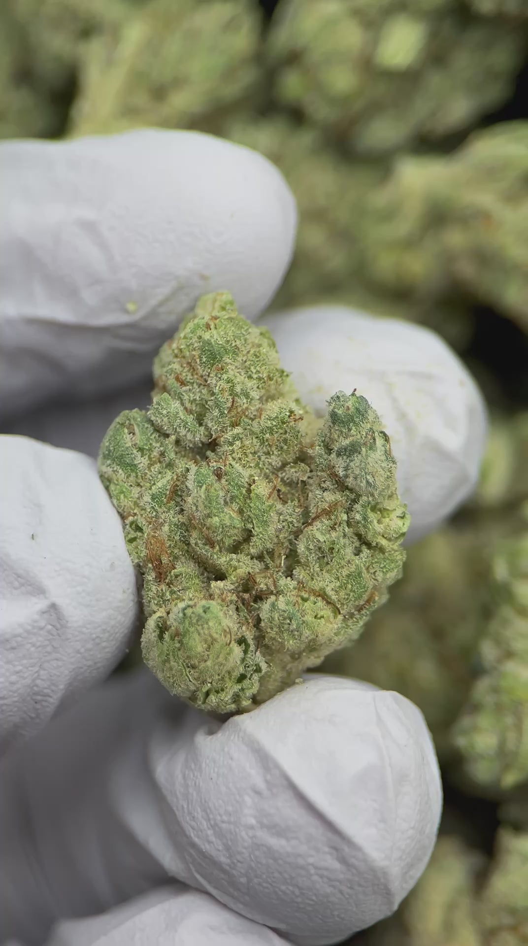 Load video: Gorilla Glue #4