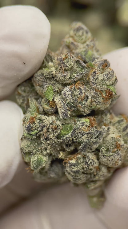 Platinum Lemon Gusher
