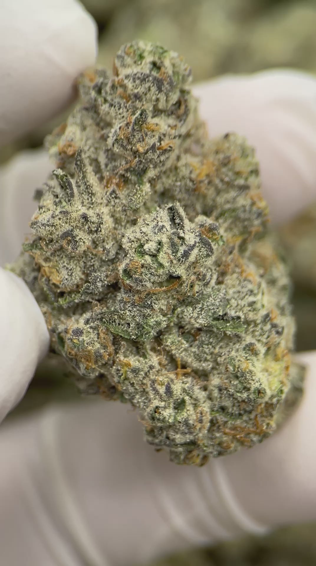 Grapes n Cream