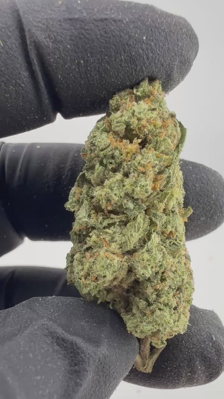Load video: Gelato 25 x Dosidos