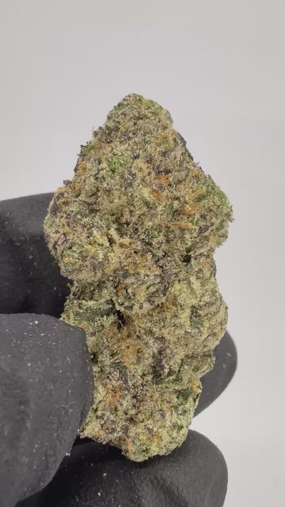 White Cherry Blossom