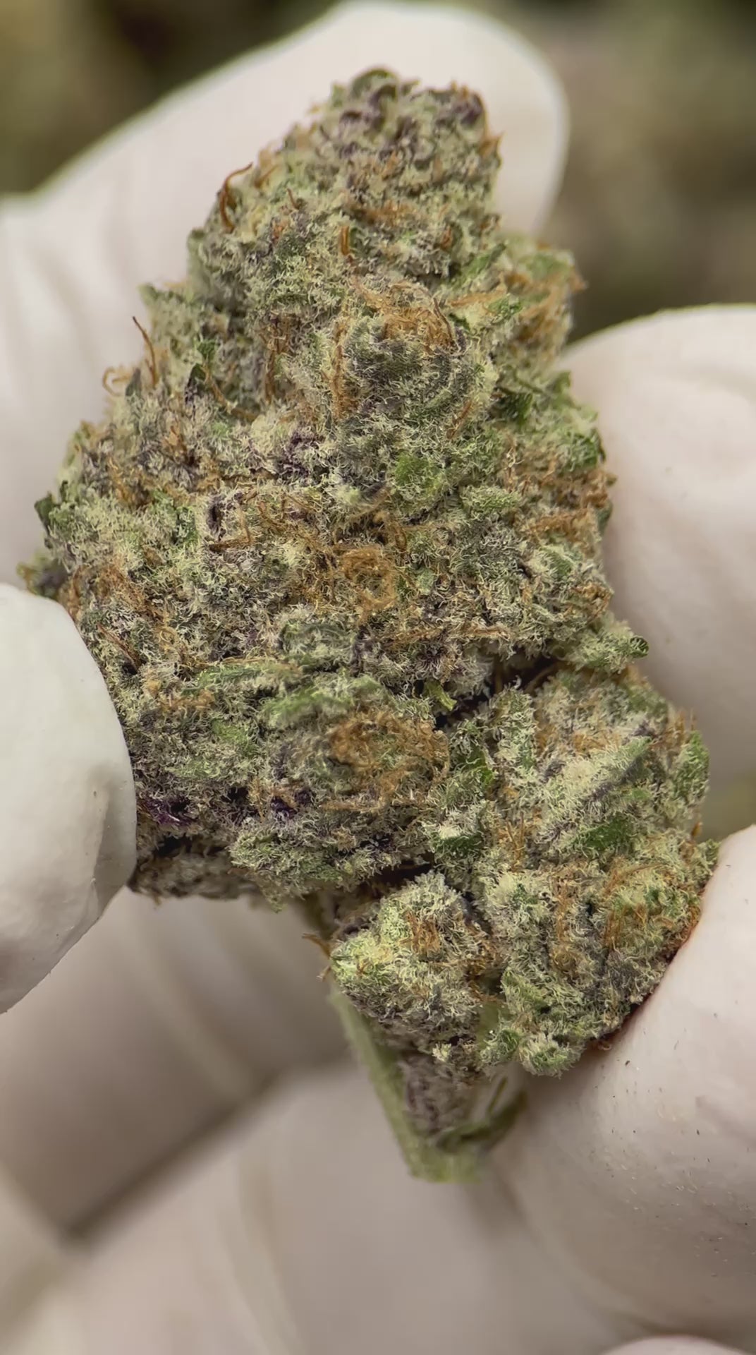 Load video: Purple Urkle
