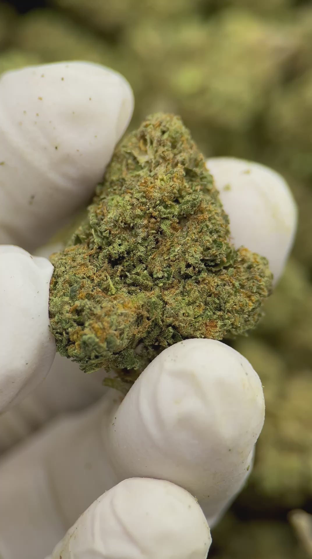 Load video: Bubba Kush