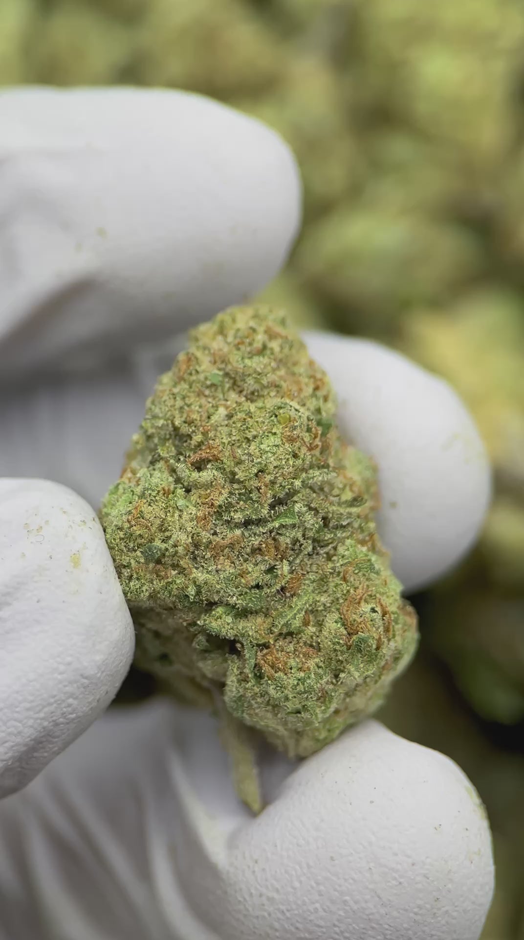 Load video: Funky Monkey Sour