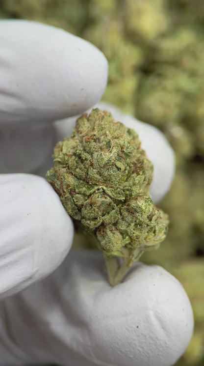 Pine OG