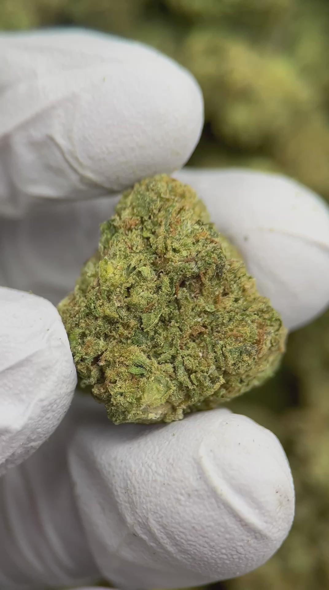 Load video: Girl Scout Cookies