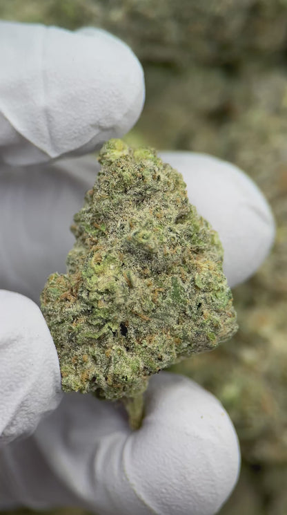 Sativa Diva