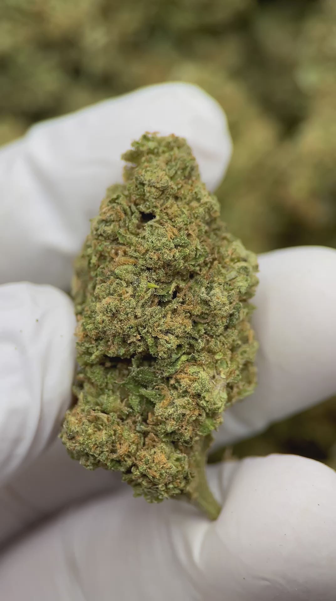 Load video: Jack Herer