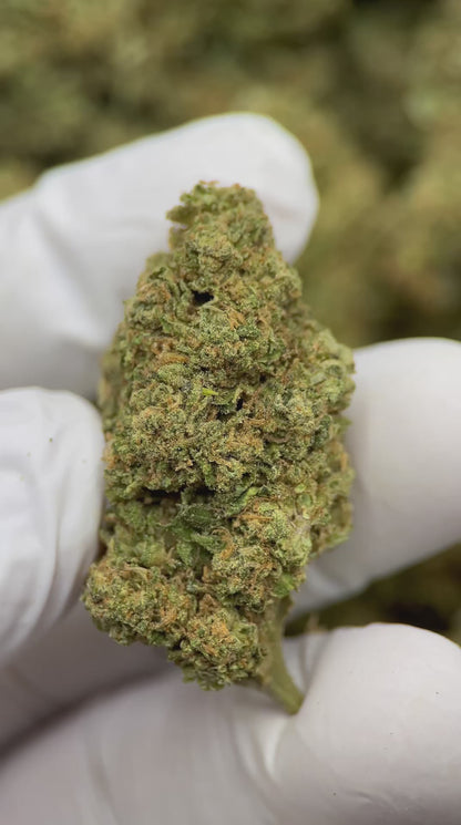 Jack Herer
