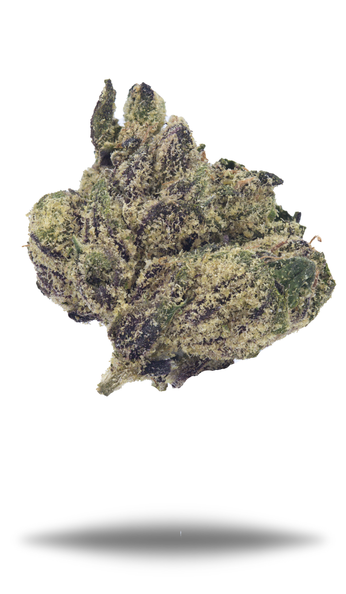 Purple Zooties Smalls