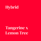 Tangerine Tree - Damn Good | Legal Cannabis