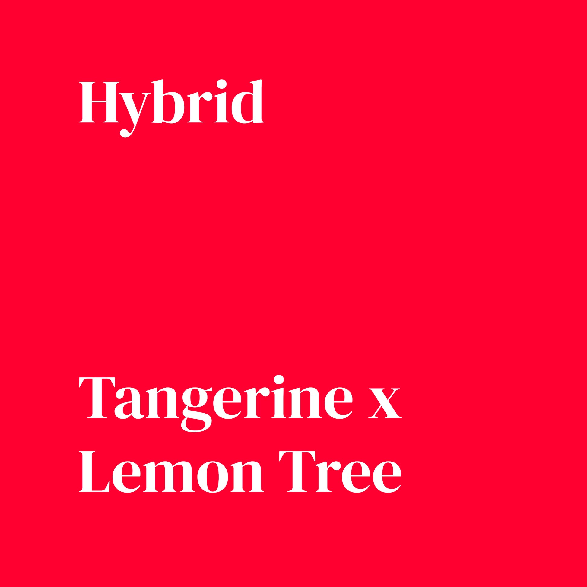 Tangerine Tree - Damn Good | Legal Cannabis