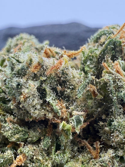 Dutch Dragon - Damn Good | Legal Cannabis