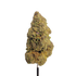 Tropical Summer - Damn Good | Legal Cannabis