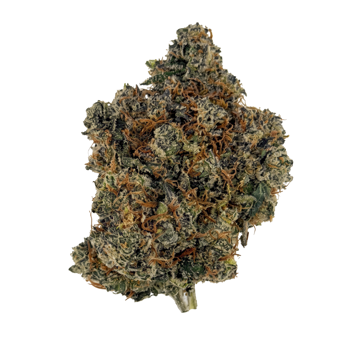White Rhino