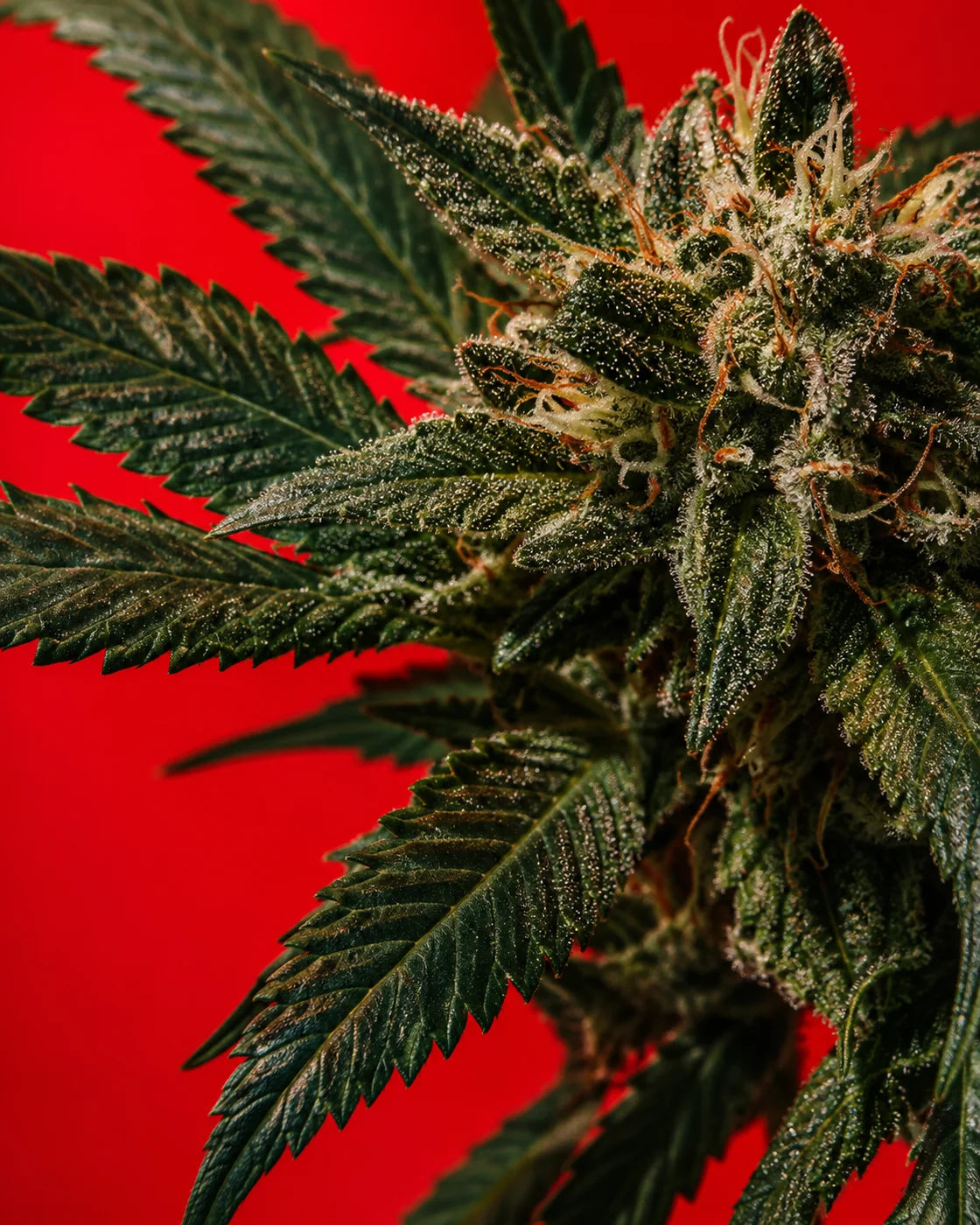 Damn Good THCa Flower